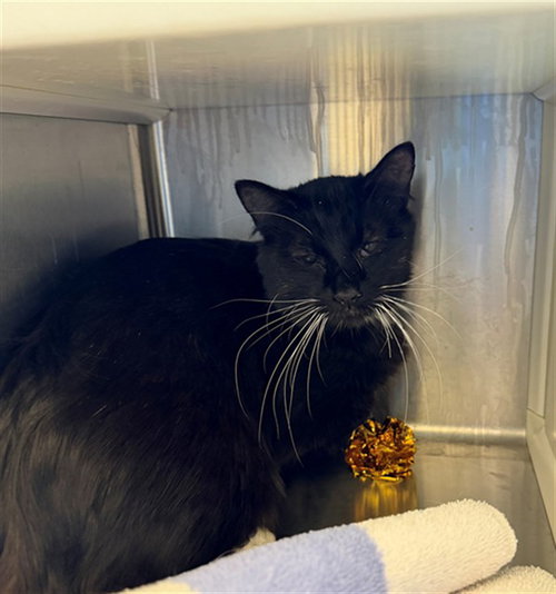 LULU, Adult Domestic Long Hair (medium coat), cat for adoption in Denver, Colorado
