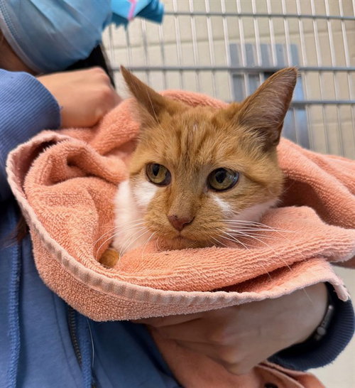 JASMINE, Senior Domestic Short Hair (medium coat), cat for adoption in Denver, Colorado