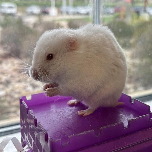 *SKITTLES, a hamster for adoption from Adams County Animal Shelter