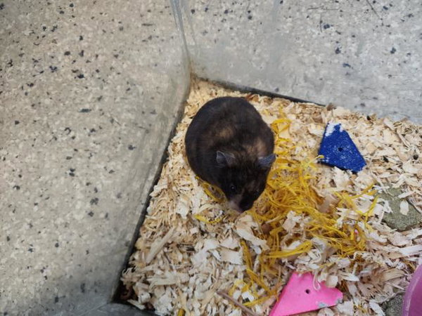 *SAGE
