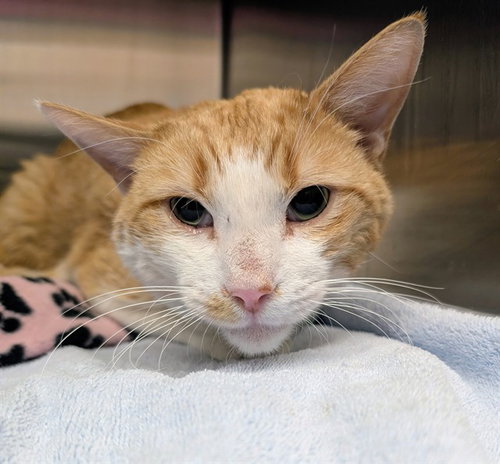 *BOB ROSS, Adult Domestic Medium Hair (medium coat), cat for adoption in Denver, Colorado
