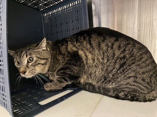 TWIN, Adult Domestic Short Hair (medium coat), cat for adoption in Denver, Colorado