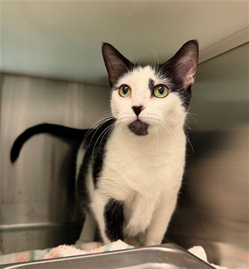 *FURBREEZE, Senior Domestic Short Hair (medium coat), cat for adoption in Denver, Colorado