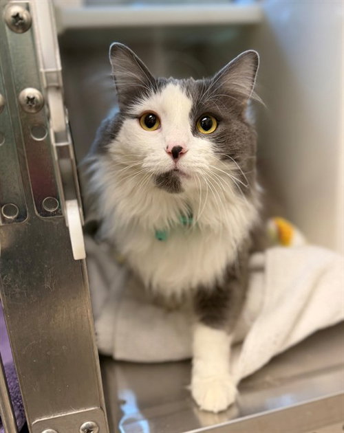 LESTER, Adult Domestic Long Hair (medium coat), cat for adoption in Denver, Colorado