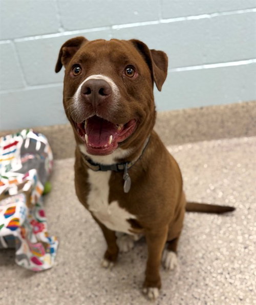 COOPER, an adoptable Pit Bull Terrier in Brighton, CO
