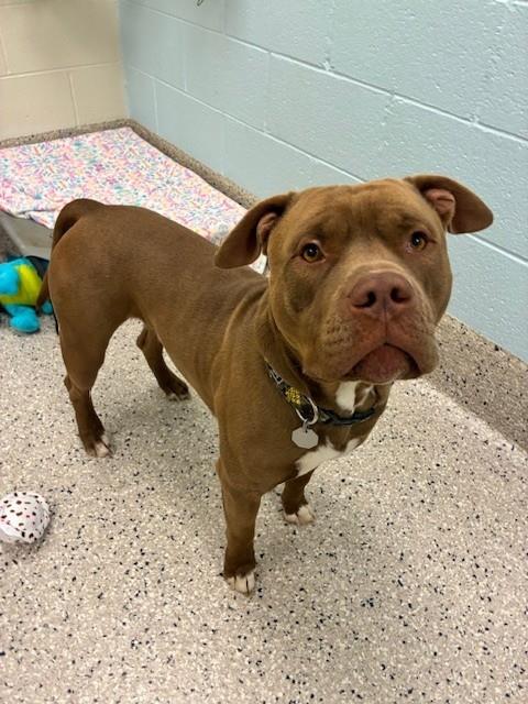 MANGO, an adoptable Pit Bull Terrier in Brighton, CO