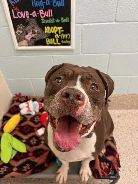 Xena - Pit Bull Terrier