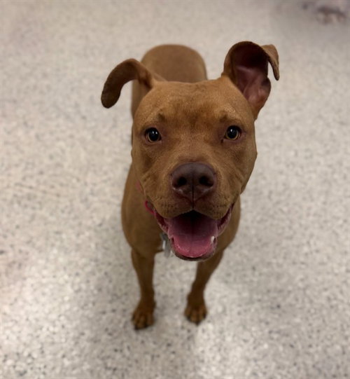 *AMBER, an adoptable American Pit Bull Terrier in Brighton, CO