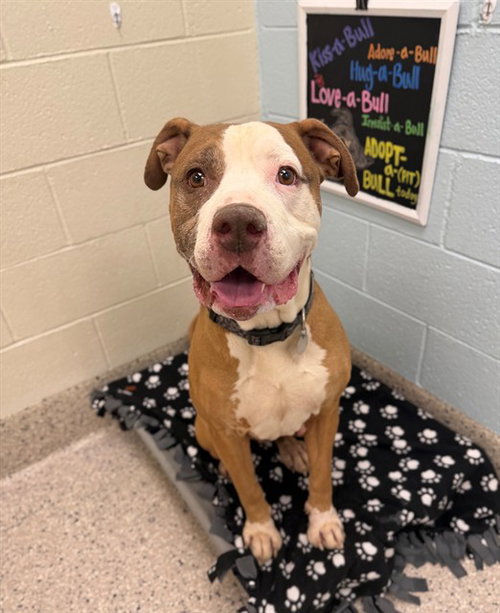 ATHANOS, an adoptable Pit Bull Terrier in Brighton, CO