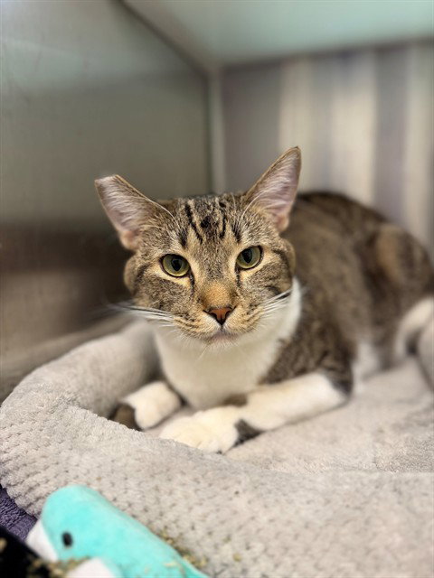 MR.KITTY, an adoptable Domestic Short Hair in Brighton, CO