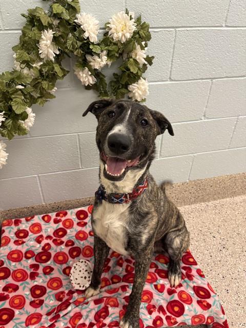 LEBRON, an adoptable Bull Terrier in Brighton, CO