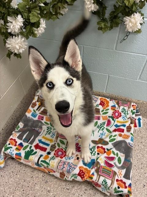 *ZAINEY, an adoptable Siberian Husky in Brighton, CO