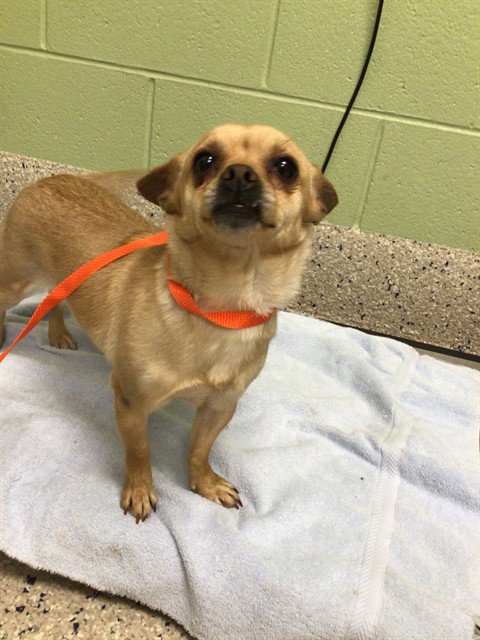 *DELPHINE, an adoptable Chihuahua in Brighton, CO