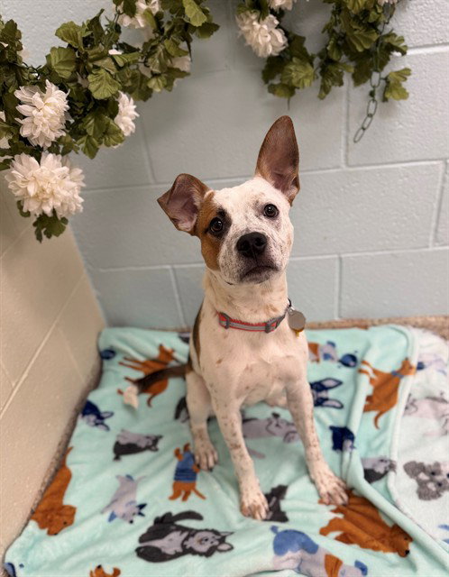 ROKY, an adoptable Queensland Heeler in Brighton, CO