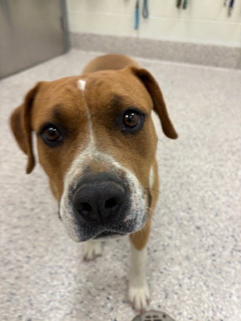 KIARA, an adoptable Pit Bull Terrier in Brighton, CO