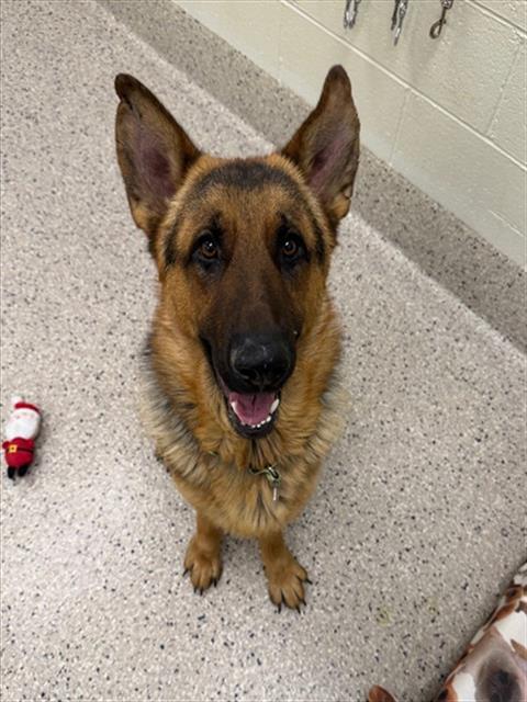 *MIGHTY ZEUS, an adoptable German Shepherd Dog in Brighton, CO