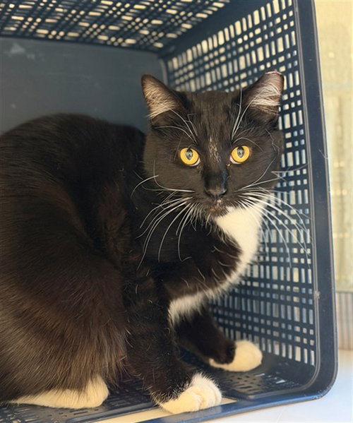 TUX, an adoptable Domestic Short Hair in Brighton, CO