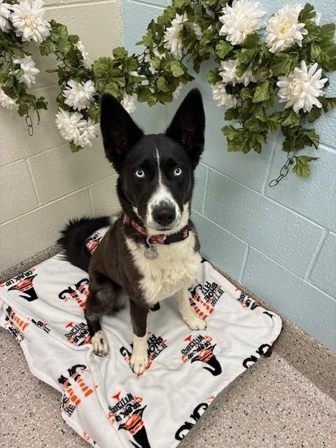 NOVA, an adoptable Siberian Husky in Brighton, CO