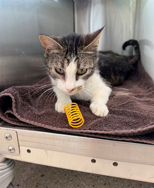 JJ, an adoptable Domestic Short Hair in Brighton, CO