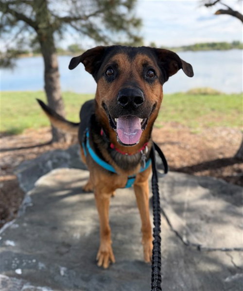 HAUS, an adoptable German Shepherd Dog in Brighton, CO