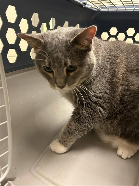 AVA, an adoptable Domestic Short Hair in Brighton, CO