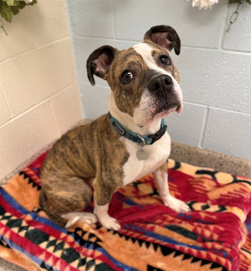 CLEO, an adoptable Boxer in Brighton, CO