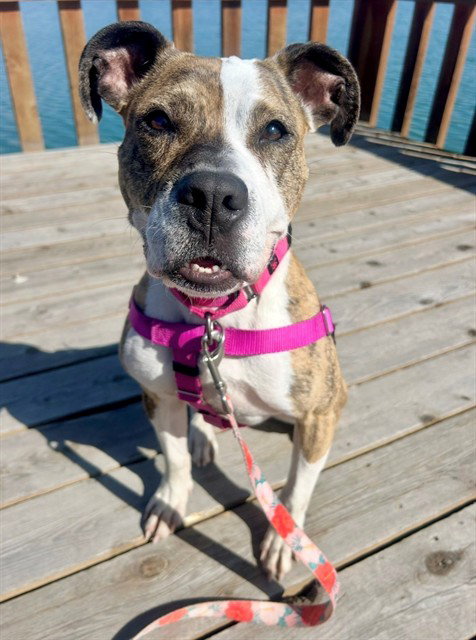 CLEO, an adoptable Boxer in Brighton, CO