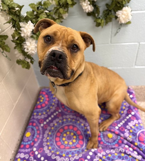 LUCKY, an adoptable American Bulldog in Brighton, CO