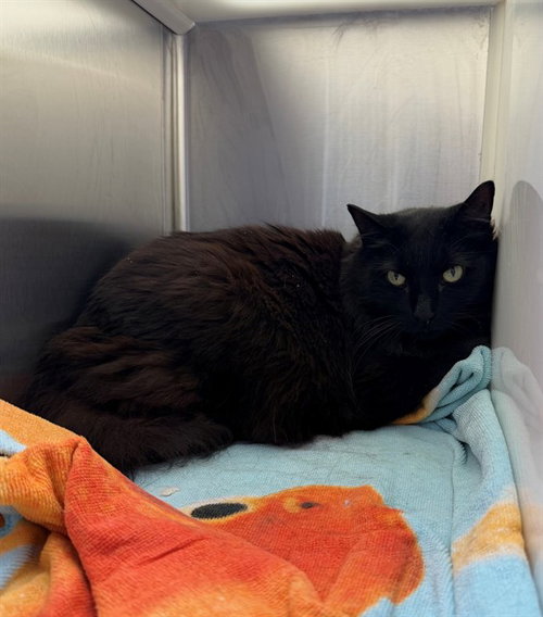 *JOYCE, an adoptable Domestic Medium Hair in Brighton, CO