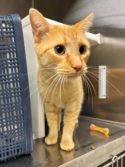 *MATTY, an adoptable Domestic Short Hair in Brighton, CO