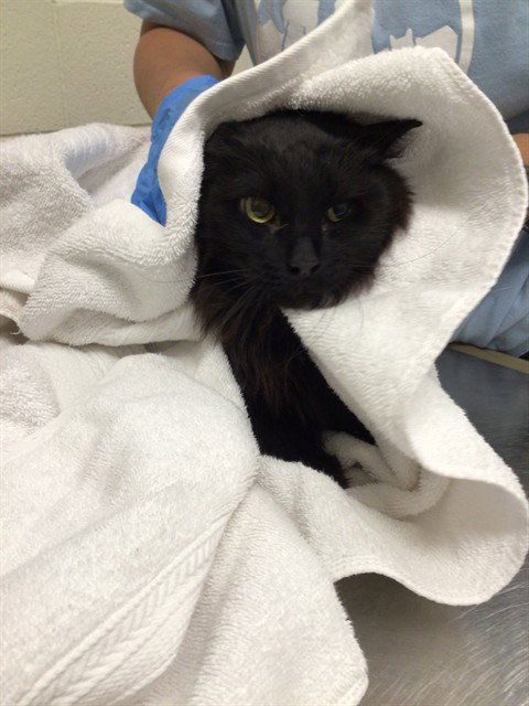 *CUPCAKE, Adult Domestic Long Hair (medium coat), cat for adoption in Brighton, Colorado
