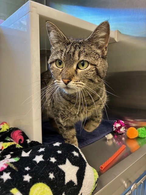 *FOAM, an adoptable Domestic Short Hair in Brighton, CO