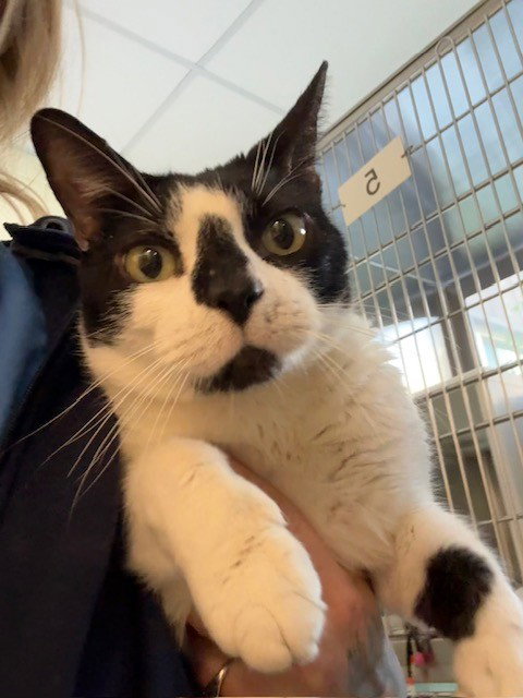 SUSHI, an adoptable Domestic Short Hair in Brighton, CO