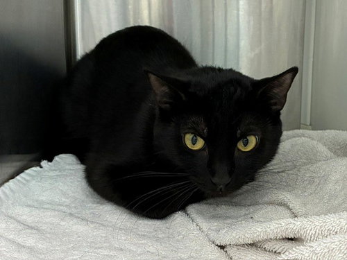 *ZINNIA, an adoptable Domestic Short Hair in Brighton, CO
