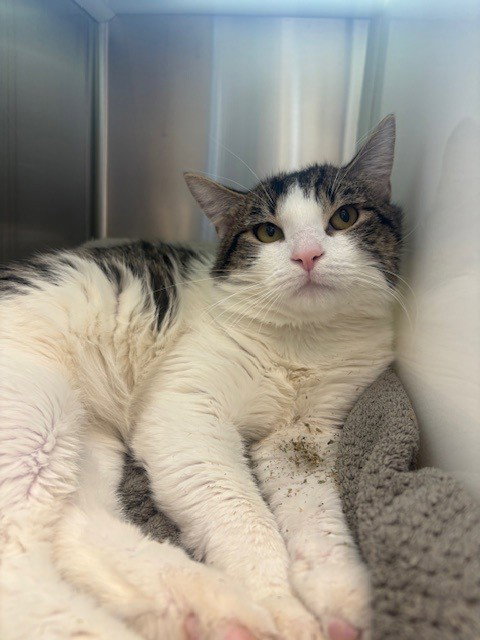 *NILES, an adoptable Domestic Short Hair in Brighton, CO