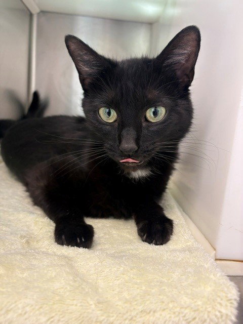 *MAEME, an adoptable Domestic Short Hair in Brighton, CO