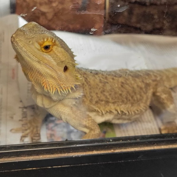 LITTLE LADY