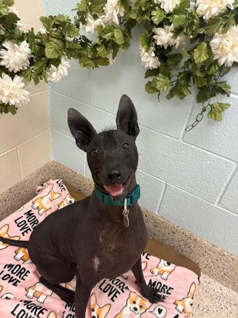 DANTE, an adoptable Mexican Hairless in Brighton, CO