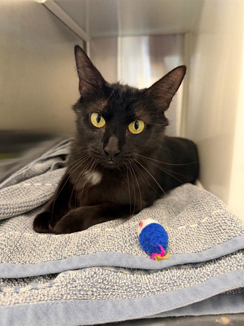 *NELLIE, an adoptable Domestic Short Hair in Brighton, CO