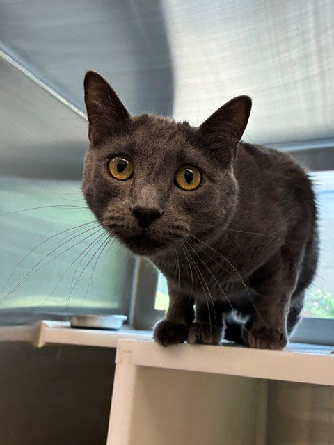 BOBBY BEAR HUG, an adoptable Domestic Short Hair in Brighton, CO