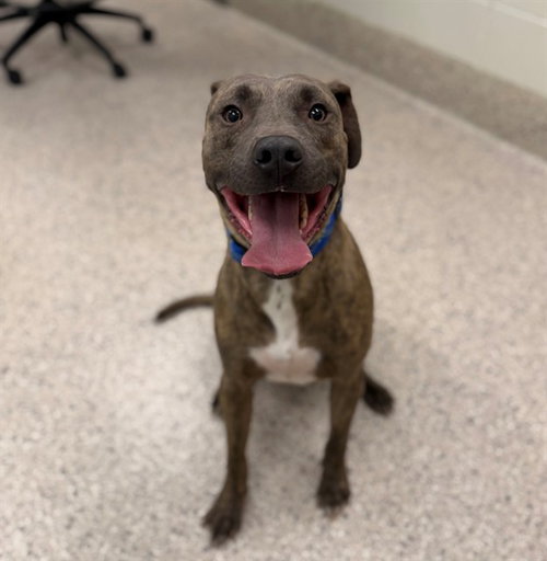 BLUE, an adoptable Pit Bull Terrier in Brighton, CO