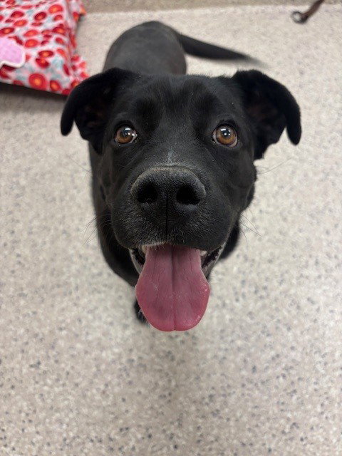 *KIRBY, an adoptable Labrador Retriever in Brighton, CO