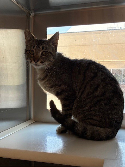 *SNAPDRAGON, Young Domestic Short Hair (medium coat), cat for adoption in Brighton, Colorado