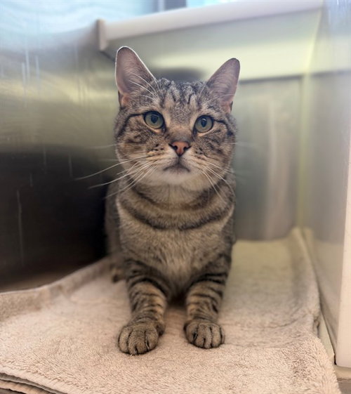 LYLE, Adult Domestic Short Hair (medium coat), cat for adoption in Brighton, Colorado
