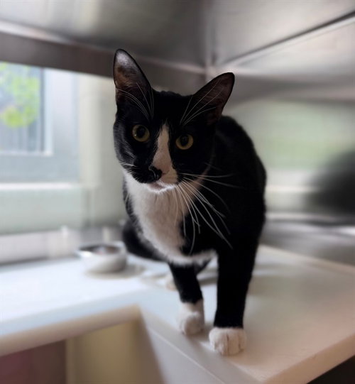 GROOT, Young Domestic Short Hair (medium coat), cat for adoption in Brighton, Colorado