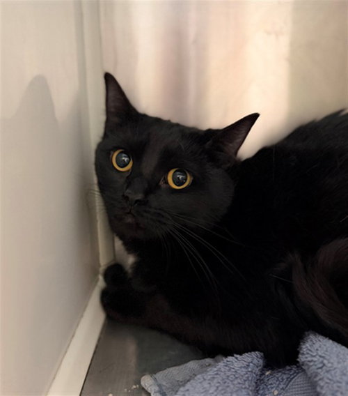 PRINCESS, Young Domestic Short Hair (medium coat), cat for adoption in Brighton, Colorado