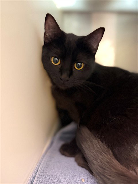 *MOCHI, Young Domestic Short Hair (medium coat), cat for adoption in Brighton, Colorado