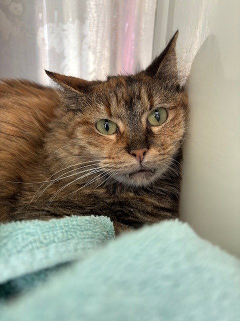 LILLY, Senior Domestic Short Hair (medium coat), cat for adoption in Brighton, Colorado