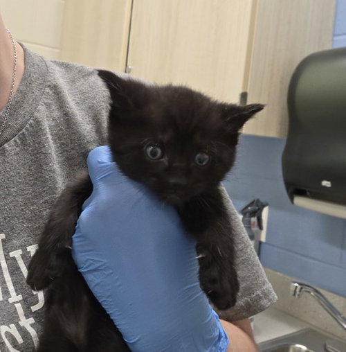 *PLUTO, Baby Domestic Short Hair (medium coat), cat for adoption in Brighton, Colorado