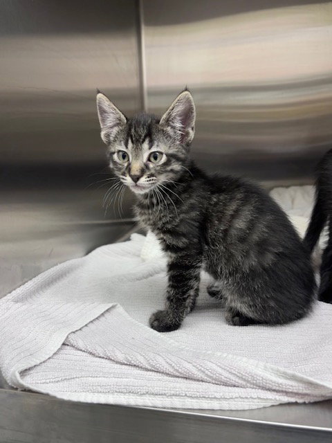 *TWEEDLE DOO, Baby Domestic Short Hair (medium coat), cat for adoption in Brighton, Colorado